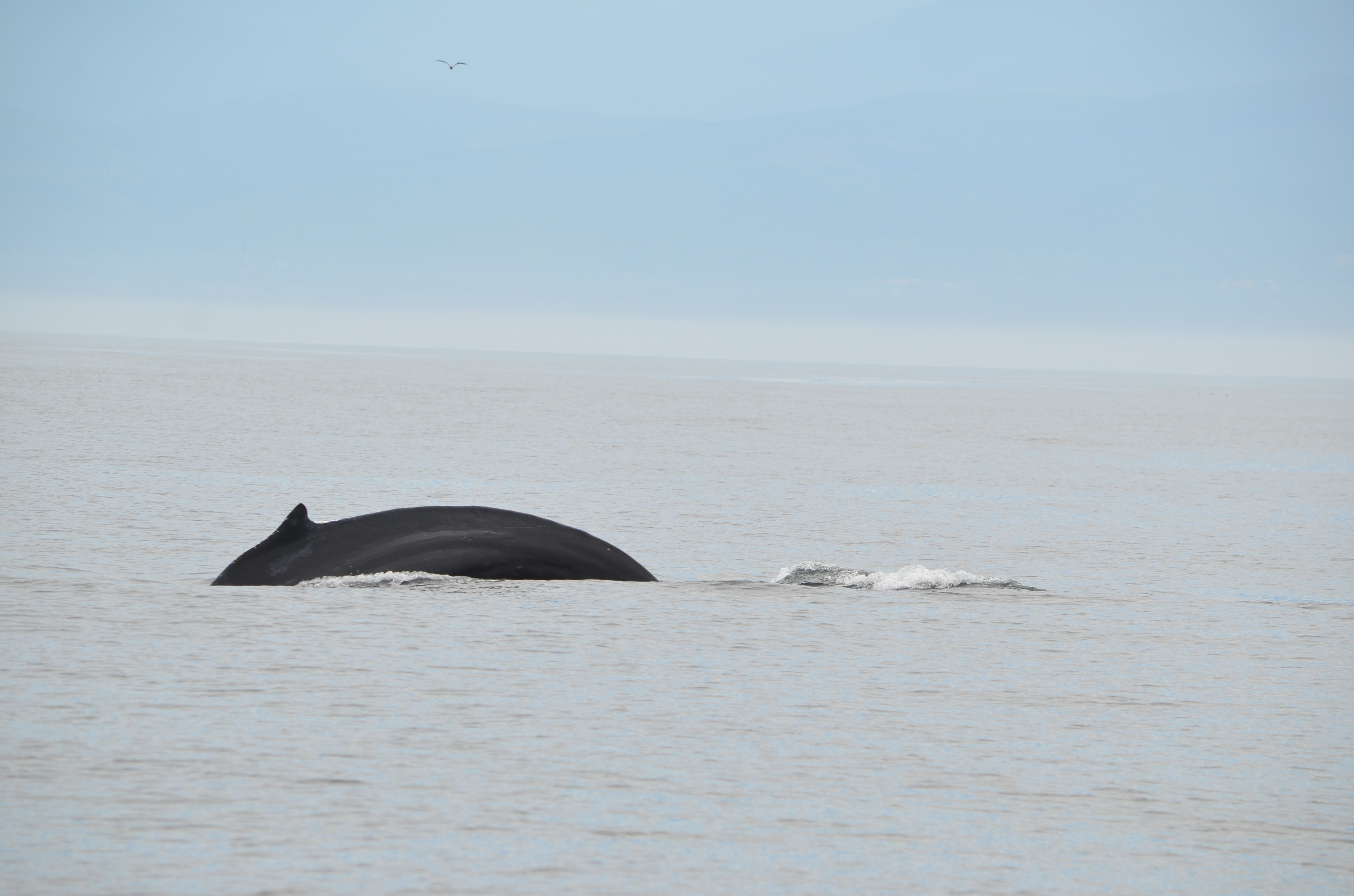photos/wildlife/Mammal_Species/Humpback Whale/DSC_0078.JPG